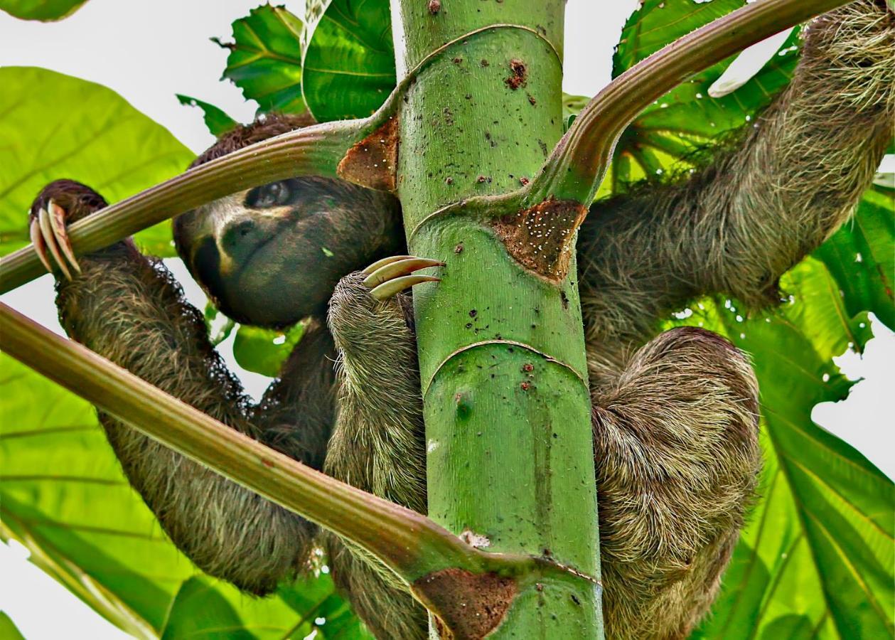 Amazon Muyuna Lodge Параисо Экстерьер фото