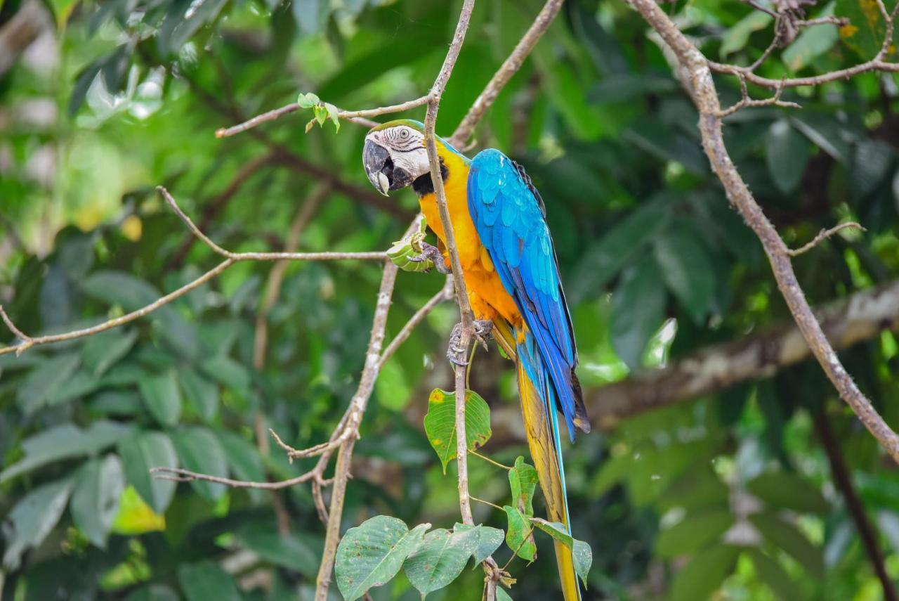 Amazon Muyuna Lodge Параисо Экстерьер фото