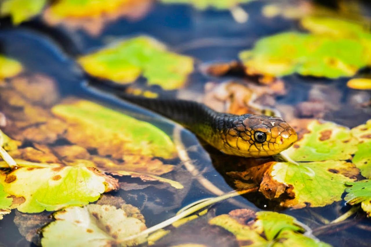Amazon Muyuna Lodge Параисо Экстерьер фото