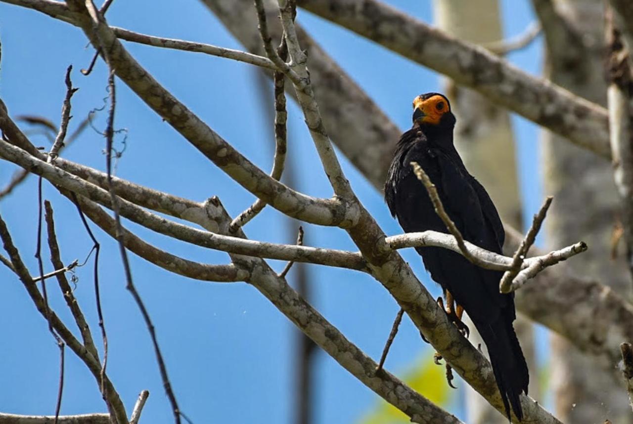 Amazon Muyuna Lodge Параисо Экстерьер фото